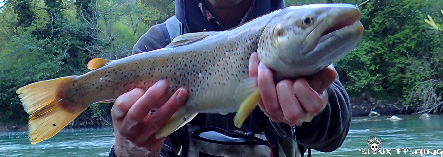 Grosses truites de l'Ain