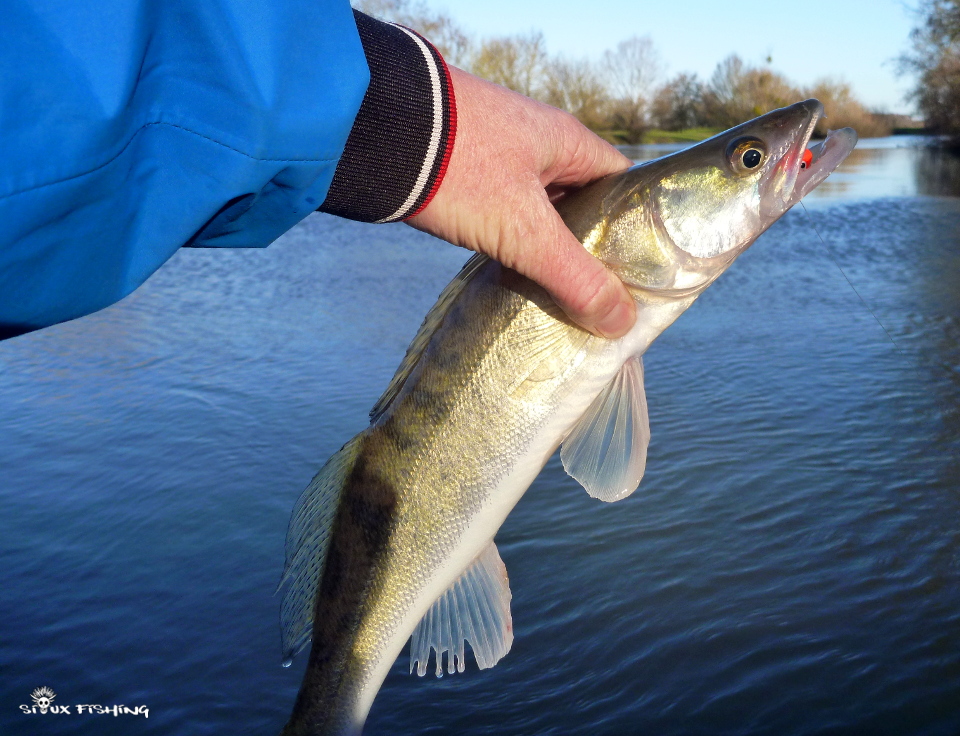 Sandre de Seille Sandre de Seille
