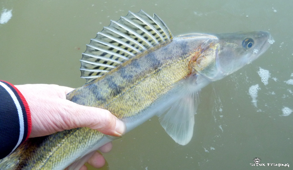 Sandre de Seille Sandre de Seille