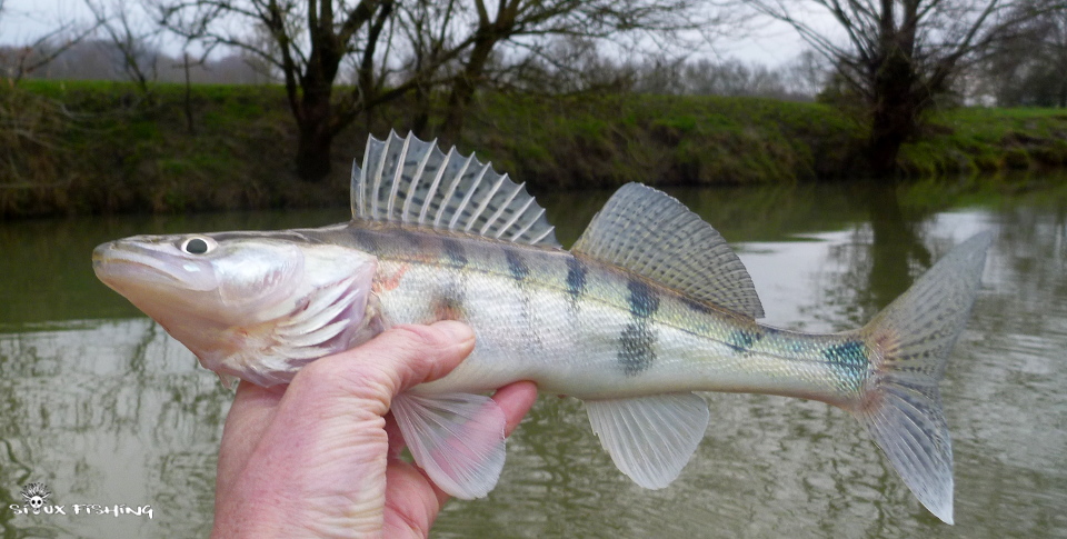 sandre de Seille sandre de Seille