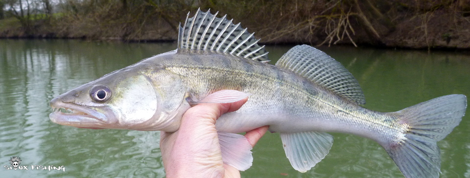 sandre de Seille sandre de Seille