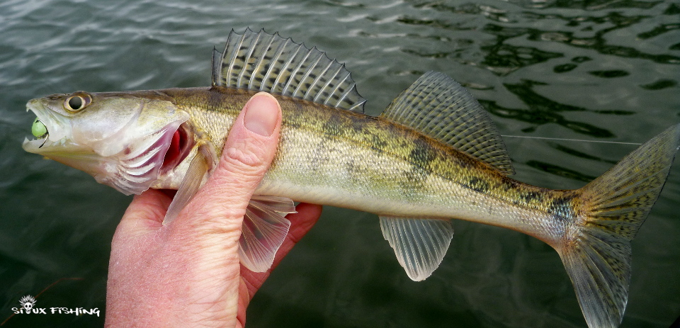 petit sandre de Seille petit sandre de Seille