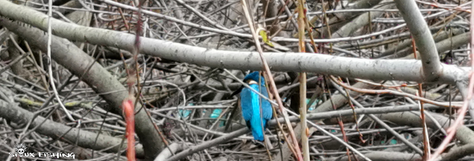 Martin pêcheur Martin pêcheur