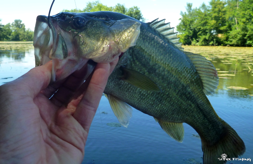 Black-bass Black-bass