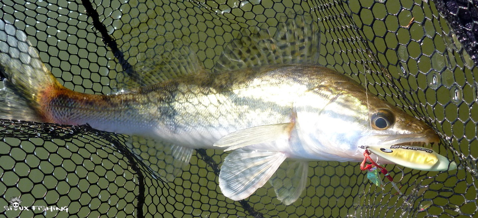 sandre de Seille sandre de Seille