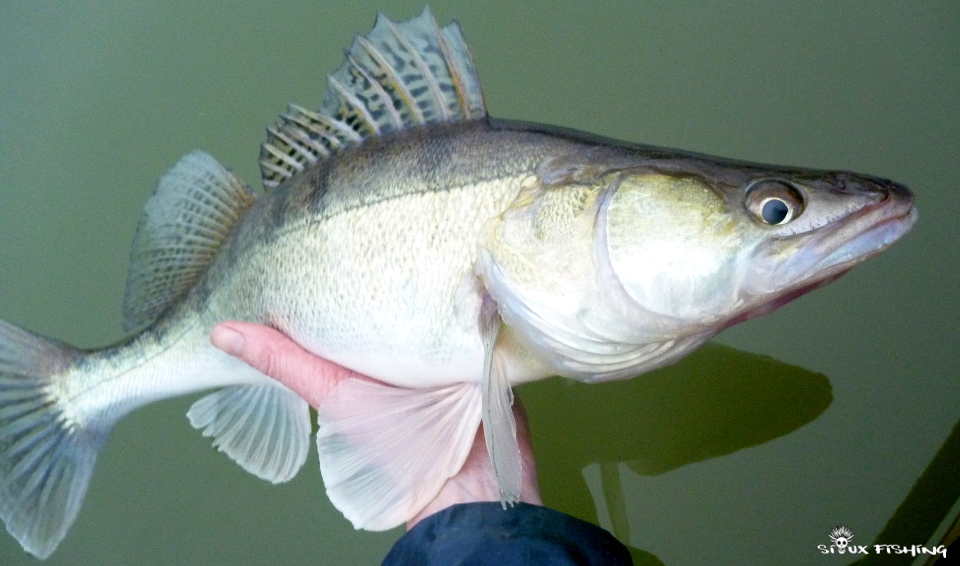 Sandre de Seille Sandre de Seille