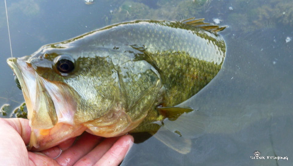 Black-bass Black-bass