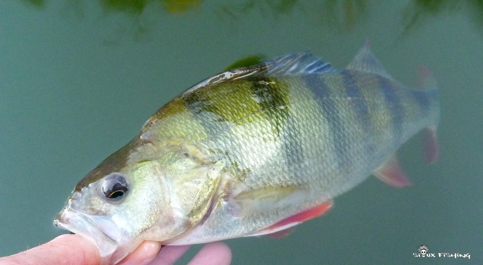 Perche de Seille Perche de Seille