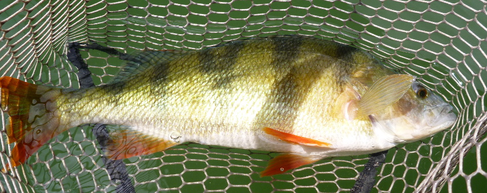 Perche de Saône Perche de Saône