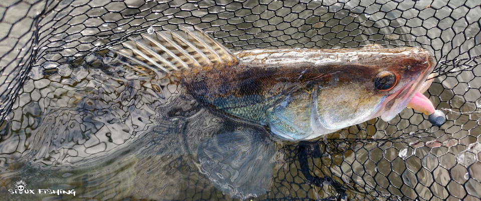 Sandre de Villerest Sandre de Villerest