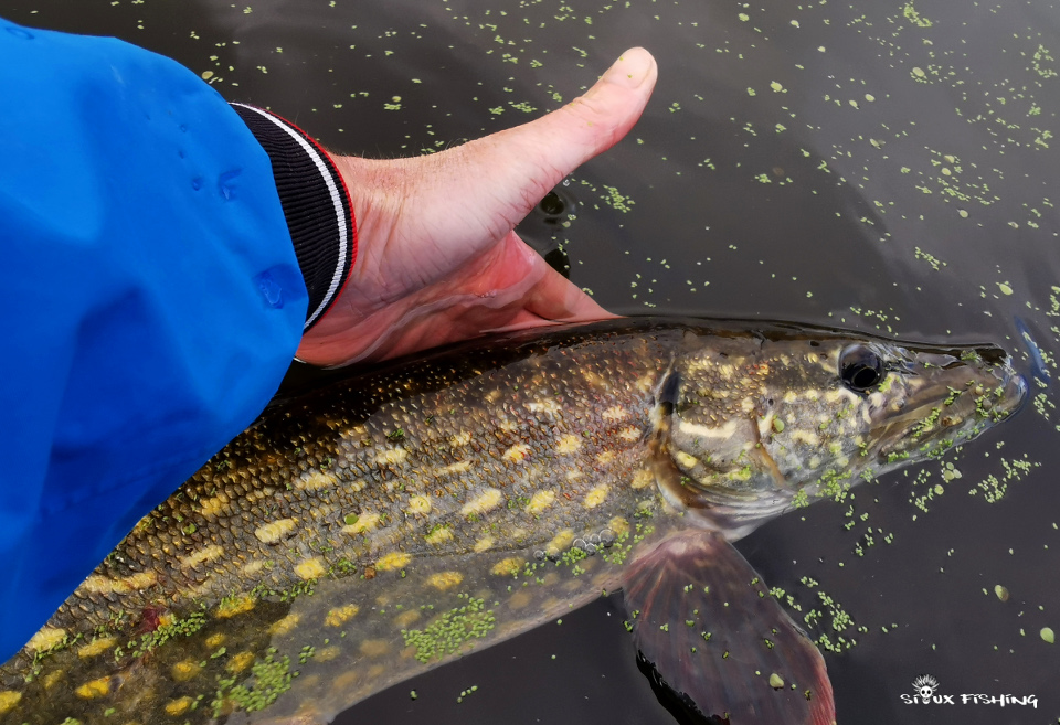 Brochet de Villerest Brochet de Villerest