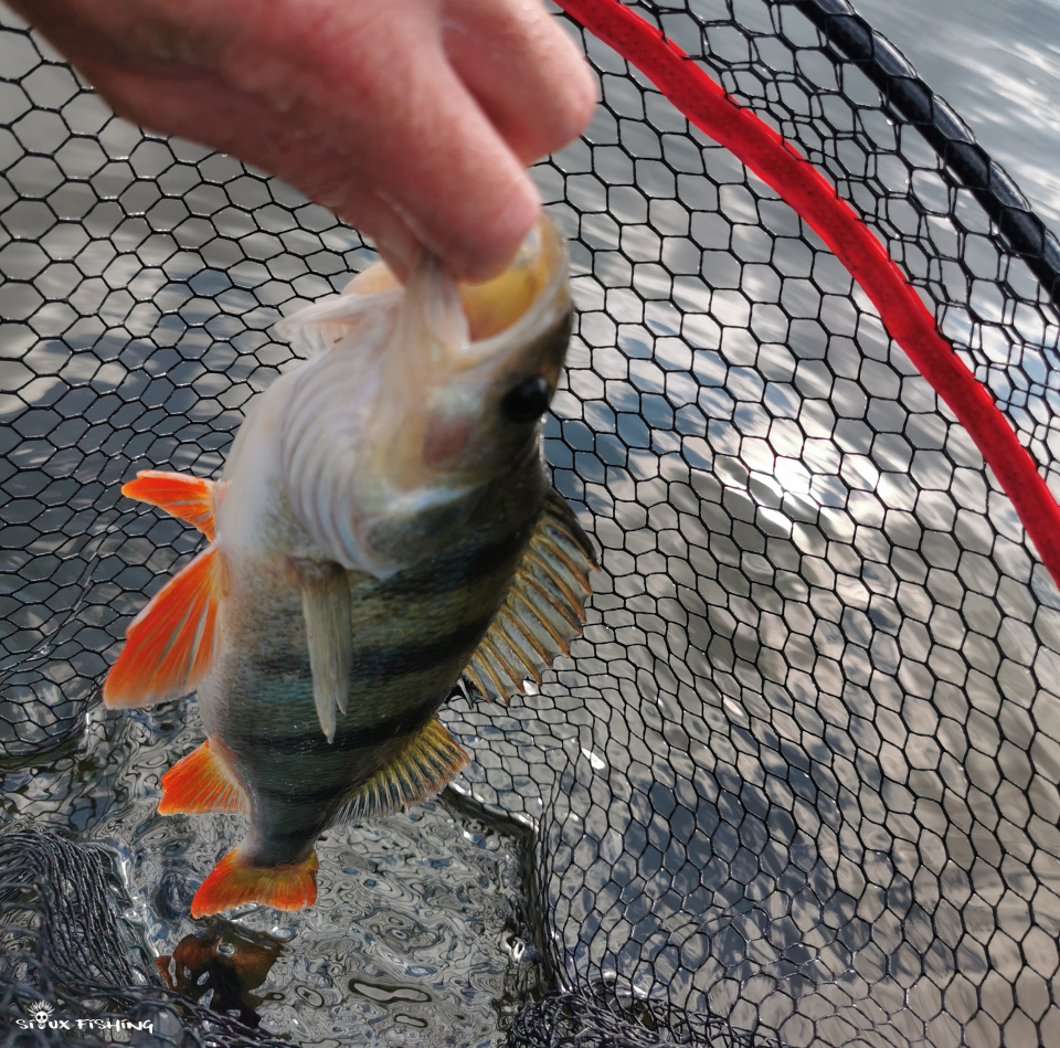 Perche du lac des Settons Perche du lac des Settons