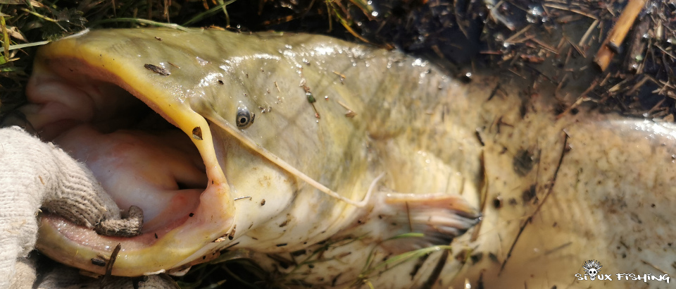 Silure de Seille Silure de Seille