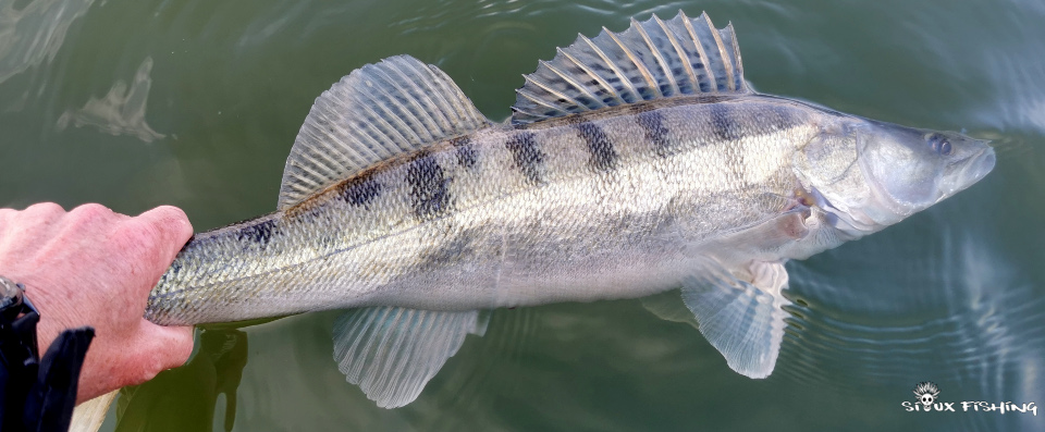 Sandre de Saône Sandre de Saône