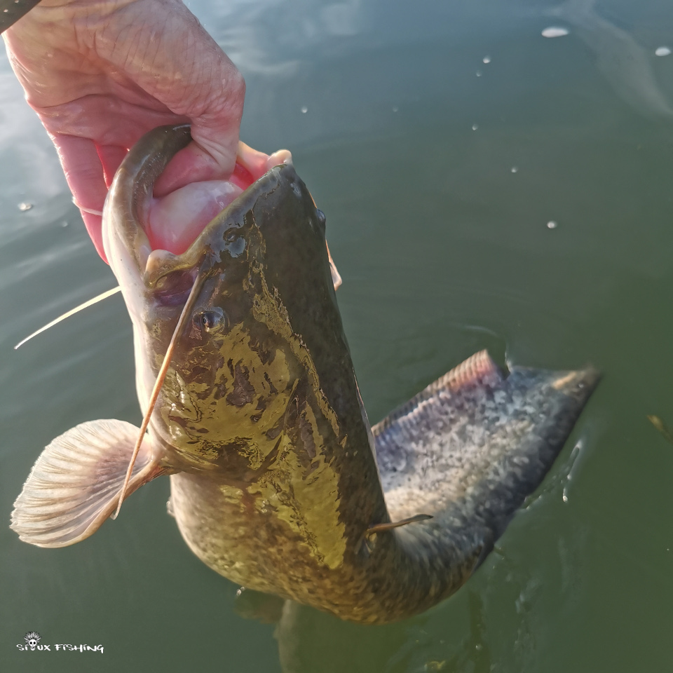 Silure de Saône Silure de Saône