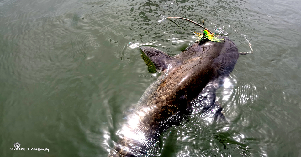 Silure de Saône Silure de Saône