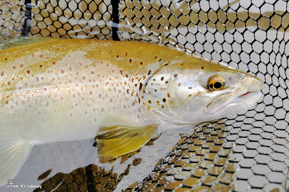 Truite Haute rivière Ain