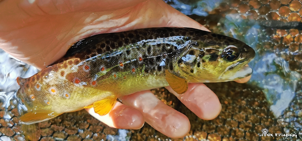 truite du Morvan
