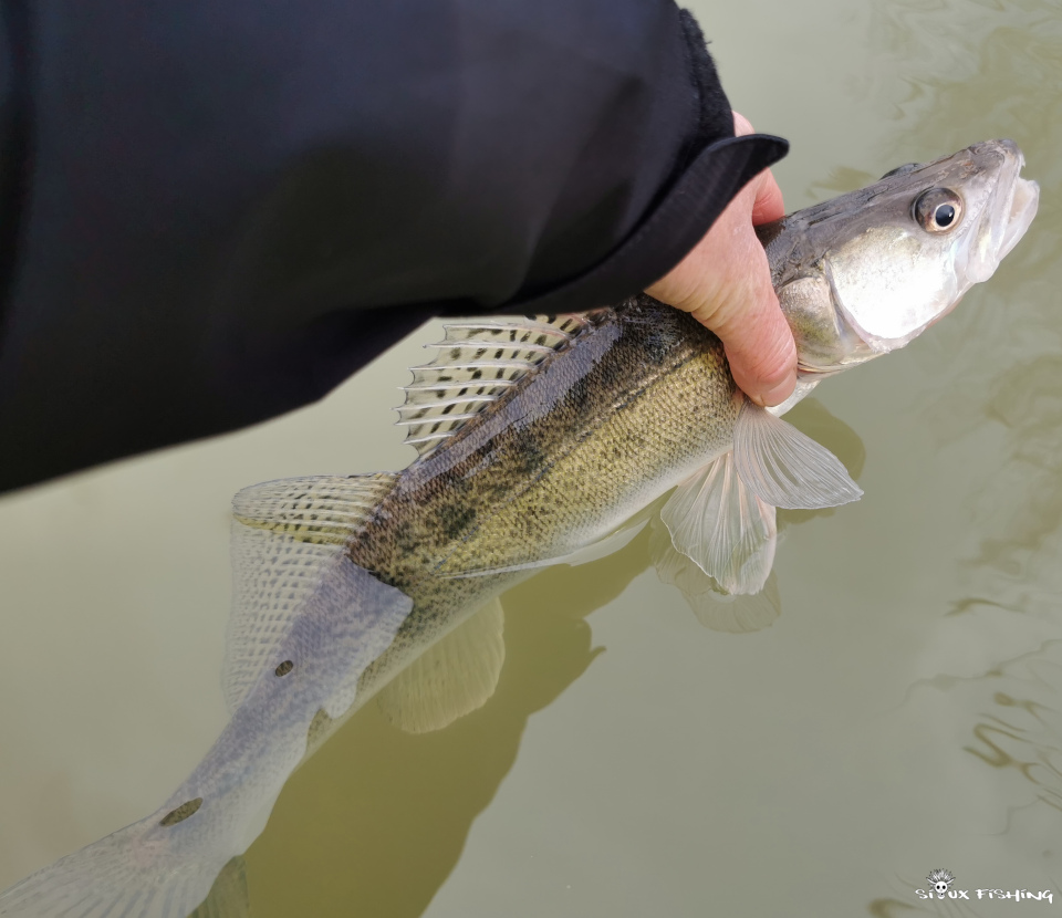 sandre de Seille sandre de Seille