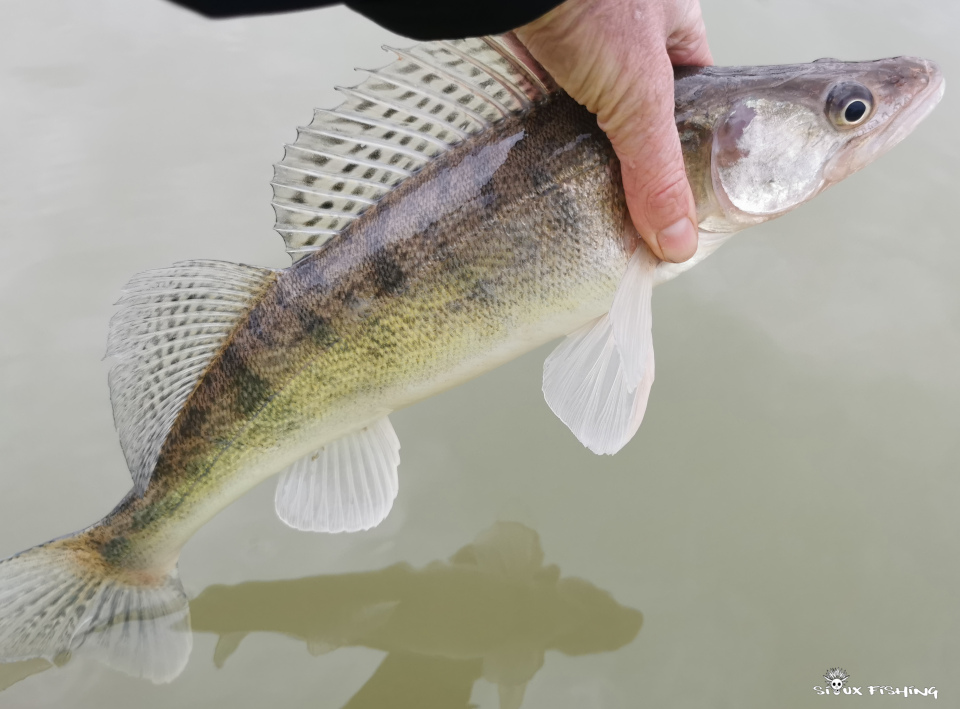 sandre de Seille sandre de Seille