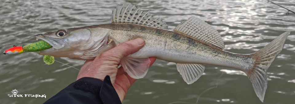 Sandre de seille Sandre de seille